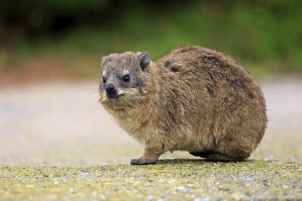 Rock Hyrax -Procavia capensis-, young, Bettys Bay, Western Cape, South Africa