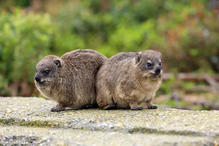 Framed Print : Rock Hyraxes -Procavia capensis-, two young, Bettys Bay, Western Cape, South Africa