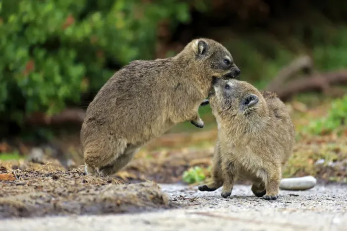 Framed Print : Rock Hyraxes -Procavia capensis-, two young quarreling or fighting, Bettys Bay, Western Cape, South Africa Framed Print : Rock Hyraxes -Procavia capensis-, two young quarreling or fighting, Bettys Bay, Western Cape, South Africa