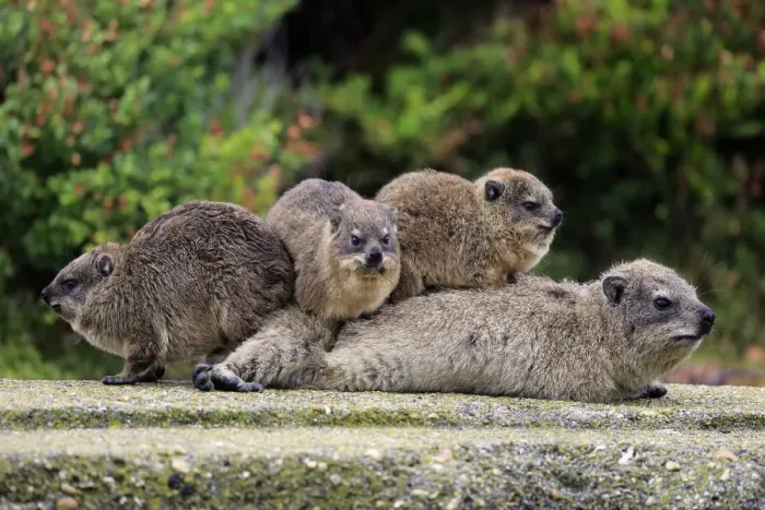 Framed Print : Rock Hyraxes -Procavia capensis- adult female with three young, social behavior, Bettys Bay, Western Cape, South Africa Framed Print : Rock Hyraxes -Procavia capensis- adult female with three young, social behavior, Bettys Bay, Western Cape, South Africa