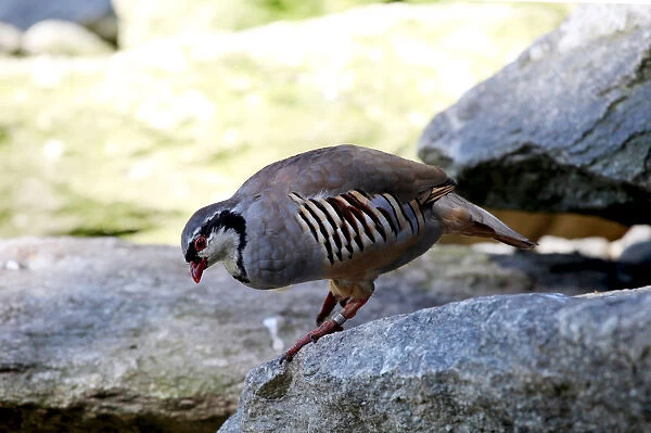 Rock Partridge (Alectoris graeca), Alpine Zoo Innsbruck, Tyrol, Austria, Europe