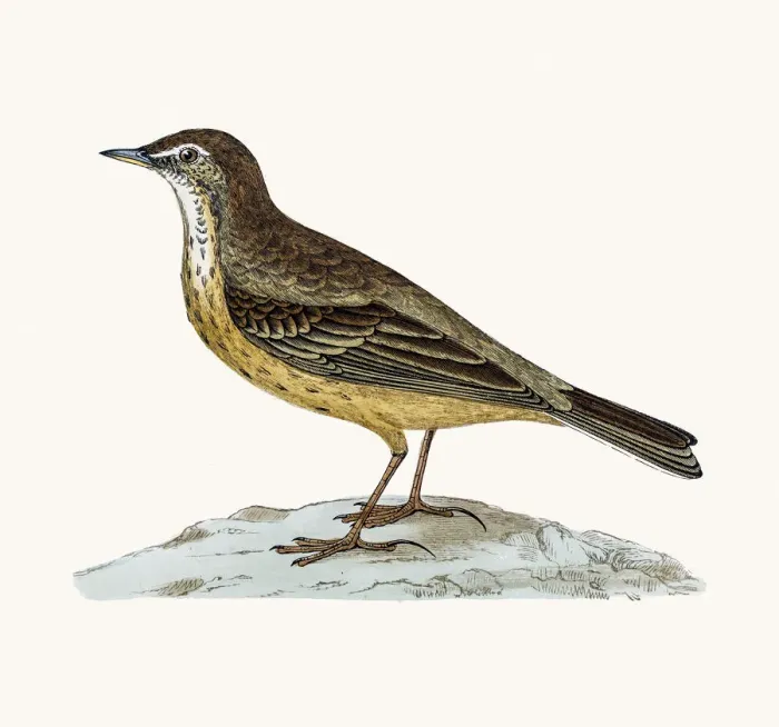 Framed Print : Rock pipit Framed Print : Rock pipit