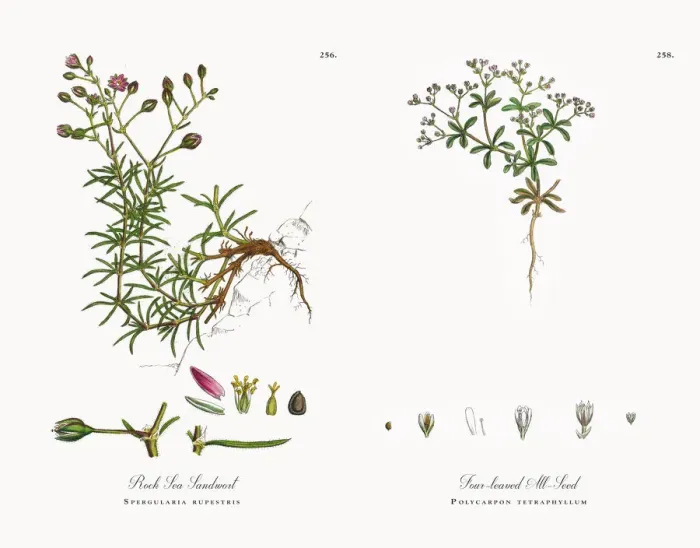 Framed Print : Rock Sea Sandwort, Spergularia rupestris, Victorian Botanical Illustration, 1863 Framed Print : Rock Sea Sandwort, Spergularia rupestris, Victorian Botanical Illustration, 1863