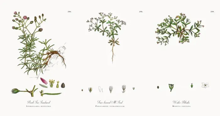 Framed Print : Rock Sea Sandwort, Spergularia rupestris, Victorian Botanical Illustration, 1863 Framed Print : Rock Sea Sandwort, Spergularia rupestris, Victorian Botanical Illustration, 1863