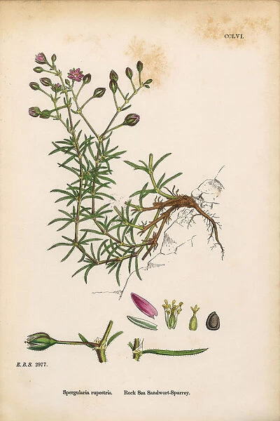 Rock Sea Sandwort, Spergularia rupestris, Victorian Botanical Illustration, 1863