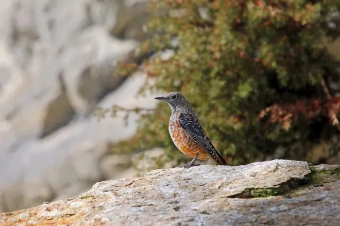 Framed Print : Rock Thrush (Monticola saxatilis), males in eclipse plumage, Alpine Zoo Innsbruck, Tyrol, Austria, Europe Framed Print : Rock Thrush (Monticola saxatilis), males in eclipse plumage, Alpine Zoo Innsbruck, Tyrol, Austria, Europe