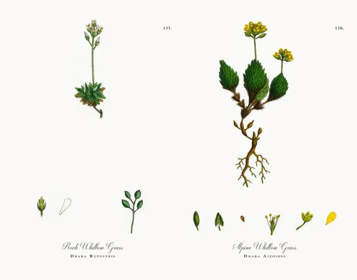 Framed Print : Rock Whitlow Grass, Draba Rupestris, Victorian Botanical Illustration, 1863 Framed Print : Rock Whitlow Grass, Draba Rupestris, Victorian Botanical Illustration, 1863