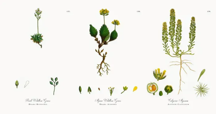 Framed Print : Rock Whitlow Grass, Draba Rupestris, Victorian Botanical Illustration, 1863 Framed Print : Rock Whitlow Grass, Draba Rupestris, Victorian Botanical Illustration, 1863