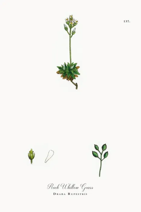 Framed Print : Rock Whitlow Grass, Draba Rupestris, Victorian Botanical Illustration, 1863 Framed Print : Rock Whitlow Grass, Draba Rupestris, Victorian Botanical Illustration, 1863