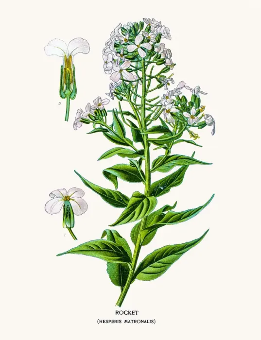 Framed Print : Rocket flower