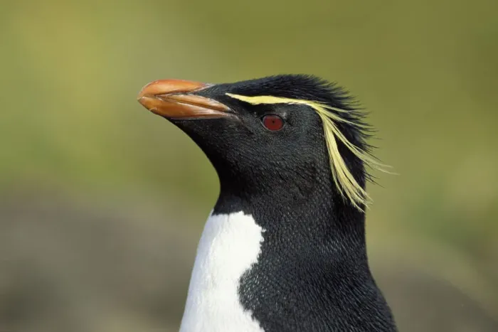 Framed Print : Rockhopper penguin -Eudyptes chrysocome-, Falkland Islands, Subantarctic, Antarctic Framed Print : Rockhopper penguin -Eudyptes chrysocome-, Falkland Islands, Subantarctic, Antarctic