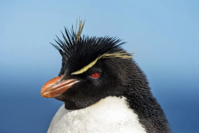 Framed Print : Rockhopper Penguin -Eudyptes chrysocome-, portrait, New Island, Falkland Islands, United Kingdom Framed Print : Rockhopper Penguin -Eudyptes chrysocome-, portrait, New Island, Falkland Islands, United Kingdom