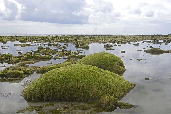 Rocks overgrown with algae in the intertidal mudflats, Department Cotes dArmor, Brittany, France