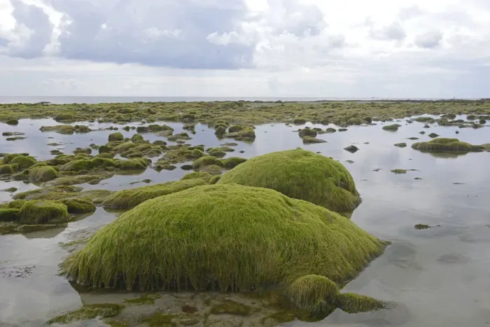Framed Print : Rocks overgrown with algae in the intertidal mudflats, Department Cotes dArmor, Brittany, France Framed Print : Rocks overgrown with algae in the intertidal mudflats, Department Cotes dArmor, Brittany, France