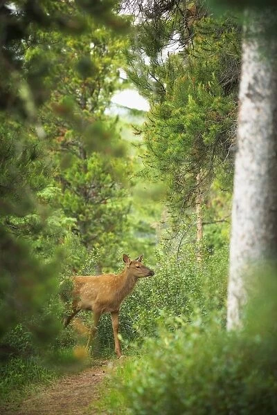 Rocky Mountain Elk Calf
