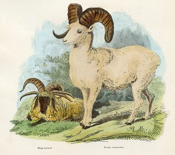 Rocky mountain goat engraving 1893