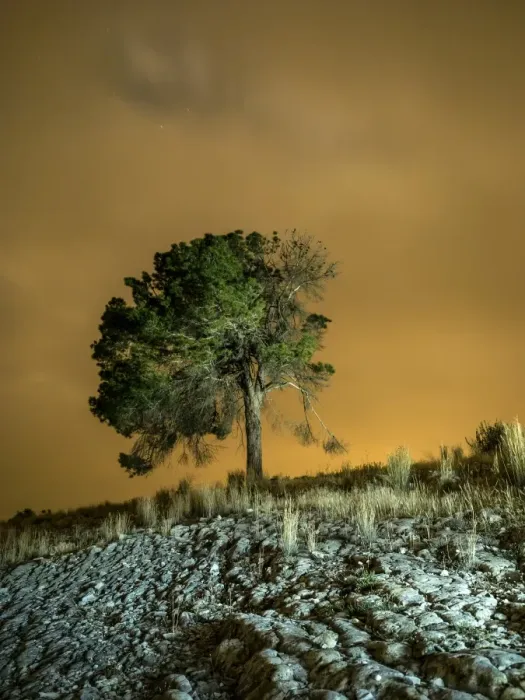 Framed Print : Top of a rocky mountain with a great tree in the summit, with a sky of clouds of orange color Framed Print : Top of a rocky mountain with a great tree in the summit, with a sky of clouds of orange color
