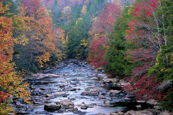 Rocky stream and autumn forest in Blackwater Falls State Park, Tucker County, West Virginia, USA