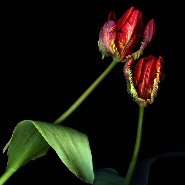 Rococo red parrot tulips