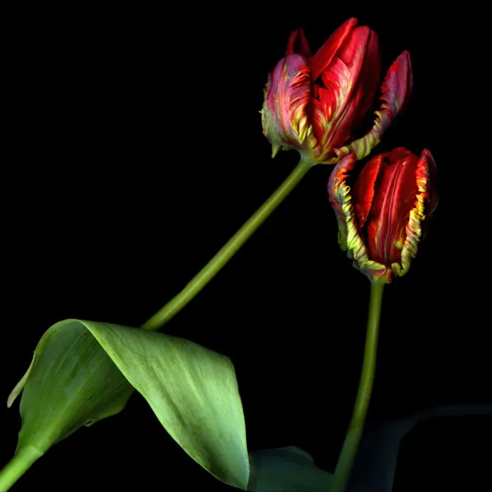 Framed Print : Rococo red parrot tulips Framed Print : Rococo red parrot tulips
