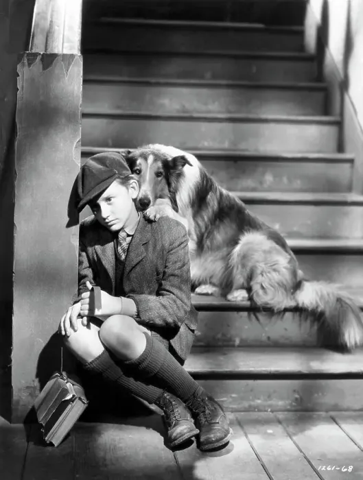 Framed Print : Roddy Mcdowall With His Beloved Lassie Framed Print : Roddy Mcdowall With His Beloved Lassie