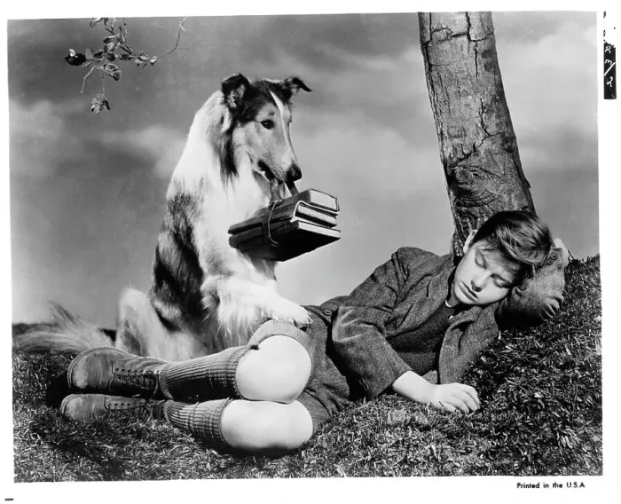 Framed Print : Roddy McDowall In Lassie Come Home Framed Print : Roddy McDowall In Lassie Come Home