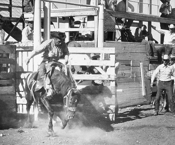 Rodeo. UNITED STATES - CIRCA 1950s: Rodeo