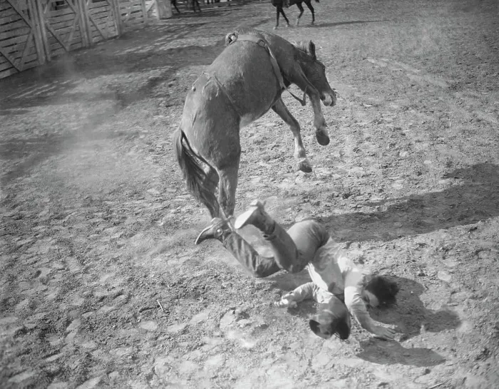 Framed Print : Rodeo Rider Falling from Horse Framed Print : Rodeo Rider Falling from Horse