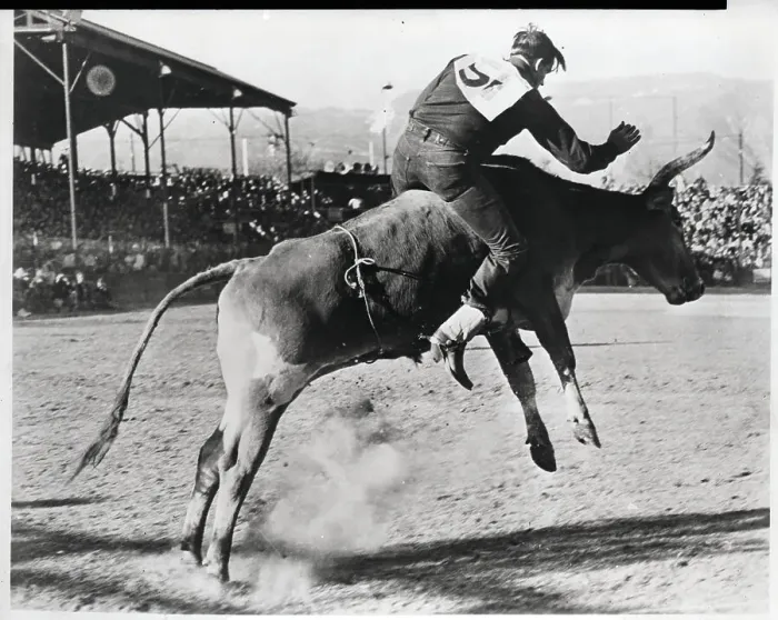 Framed Print : Rodeo Rider Riding Bucking Bull Framed Print : Rodeo Rider Riding Bucking Bull