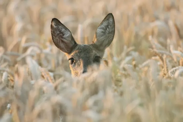Framed Print : Roe Deer -Capreolus capreolus-, in a wheat field, Lower Austria, Austria Framed Print : Roe Deer -Capreolus capreolus-, in a wheat field, Lower Austria, Austria