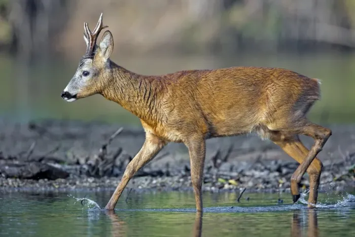 Framed Print : Roe Deer -Capreolus capreolus-, buck on a bank of the Middle Elbe River, Saxony-Anhalt, Germany