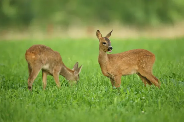 Framed Print : Two Roe Deer -Capreolus capreolus-, fawns, two months, Allgaeu, Bavaria, Germany, Europe Framed Print : Two Roe Deer -Capreolus capreolus-, fawns, two months, Allgaeu, Bavaria, Germany, Europe