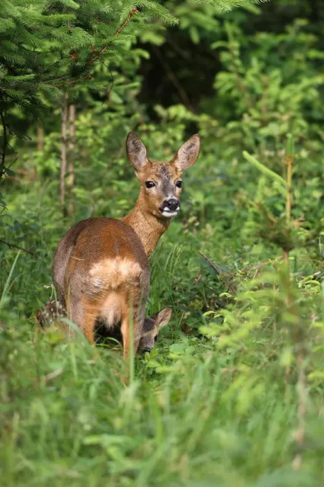 Framed Print : Roe deer (Capreolus capreolus), doe with fawn, 14 days old, in the woods, Allgaeu, Bavaria, Germany, Europe Framed Print : Roe deer (Capreolus capreolus), doe with fawn, 14 days old, in the woods, Allgaeu, Bavaria, Germany, Europe