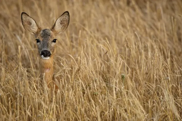 Framed Print : Roe deer -Capreolus capreolus- in a barley field, Allgaeu, Bavaria, Germany, Europe Framed Print : Roe deer -Capreolus capreolus- in a barley field, Allgaeu, Bavaria, Germany, Europe