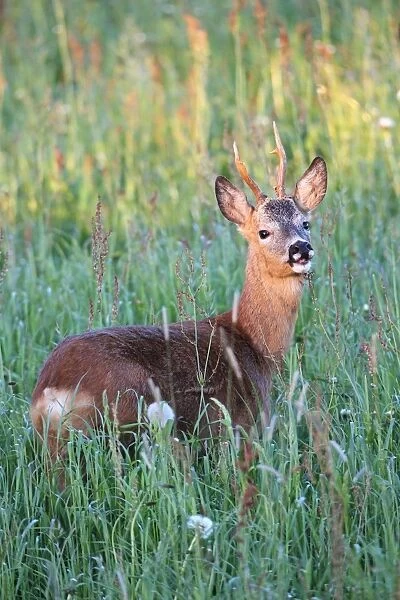 Roe deer -Capreolus capreolus-, buck with abnormal antlers, in the evening light, Allgaeu, Bavaria, Germany