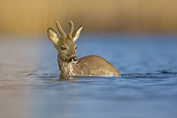 Roe Deer -Capreolus capreolus-, buck crossing the Middle Elbe River, Saxony-Anhalt, Germany