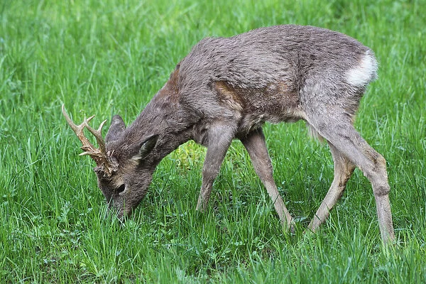 Roe Deer -Capreolus capreolus-, buck moulting from a winter to a summer coat, Lower Austria, Austria