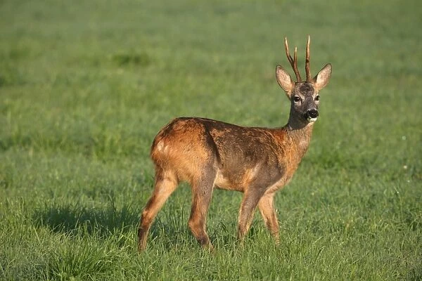Roe deer (Capreolus capreolus), changing from red summer coat to grey winter coat, Allgaeu, Bavaria, Germany, Europe