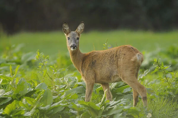 Roe Deer -Capreolus capreolus-, doe, watching for potential danger, Fehmarn, Schleswig-Holstein, Germany