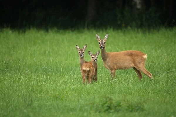 Roe deer -Capreolus capreolus-, doe with two six-week-old fawns, Allgaeu, Bavaria, Germany, Europe