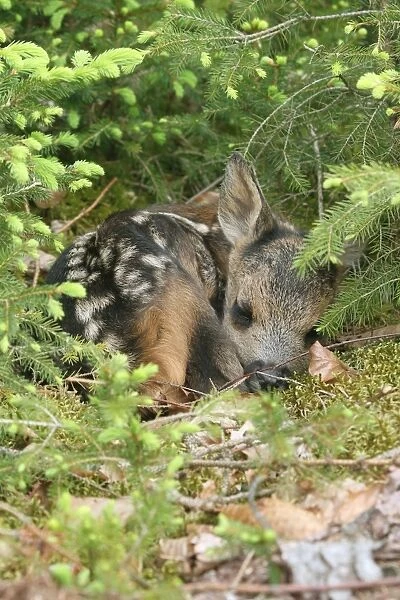 Roe Deer -Capreolus capreolus- fawn, a few days old, lying between young spruce, Allgau, Bavaria, Germany