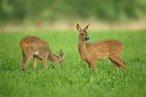 Two Roe Deer -Capreolus capreolus-, fawns, two months, Allgaeu, Bavaria, Germany, Europe