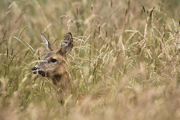 Roe Deer -Capreolus capreolus- almost hidden in tall grass, Allgau, Bavaria, Germany