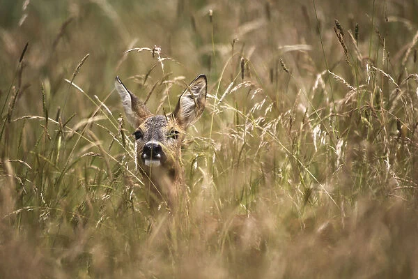 Roe Deer -Capreolus capreolus- almost hidden in tall grass, Allgau, Bavaria, Germany