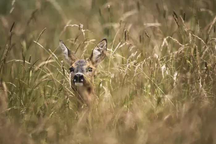 Framed Print : Roe Deer -Capreolus capreolus- almost hidden in tall grass, Allgau, Bavaria, Germany Framed Print : Roe Deer -Capreolus capreolus- almost hidden in tall grass, Allgau, Bavaria, Germany