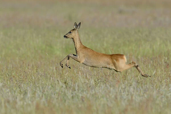 Roe Deer -Capreolus capreolus- leaping across a meadow, North Rhine-Westphalia, Germany