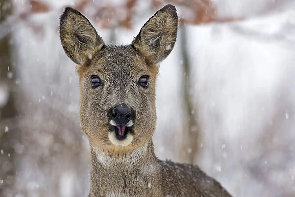 Roe Deer -Capreolus capreolus- with snowflakes in winter, Saxony-Anhalt, Germany