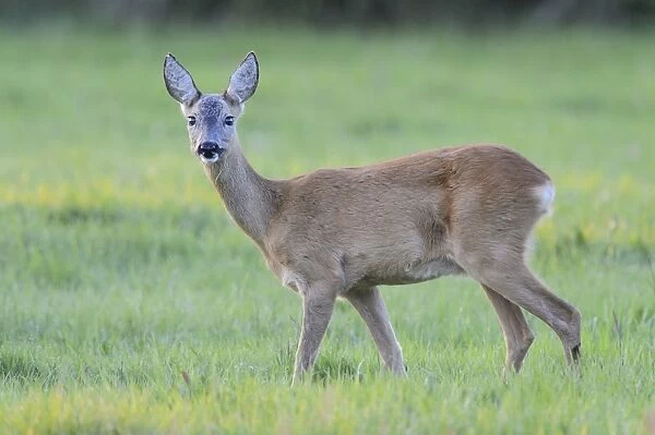 Roe Deer -Capreolus capreolus- standing on a meadow, North Rhine-Westphalia, Germany