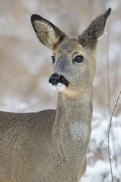 Roe Deer -Capreolus capreolus- in winter, Saxony-Anhalt, Germany