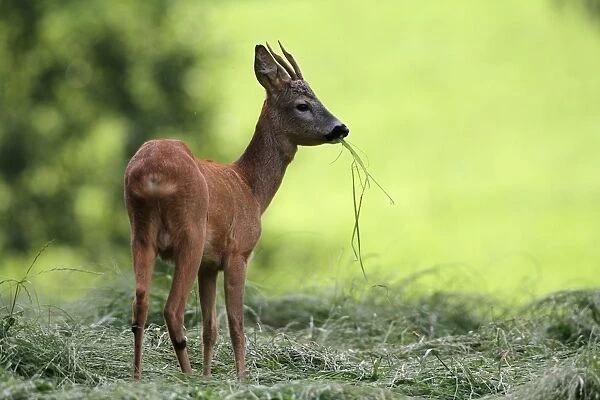 Roe deer -Capreolus capreolus-, young buck, Allgaeu, Bavaria, Germany, Europe